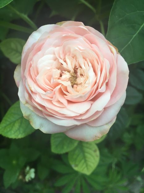 Bulgaresc - Trandafiri 2018 ll