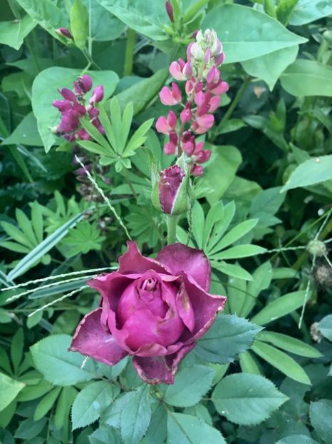 bulgaresc și lipin - Trandafiri 2018 ll