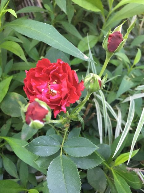 green urcator gradinamax - Trandafiri 2018 ll