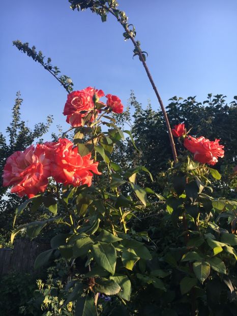 bulgaresc - Trandafiri 2018 ll