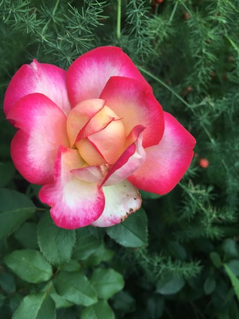 leo - Trandafiri 2018 ll