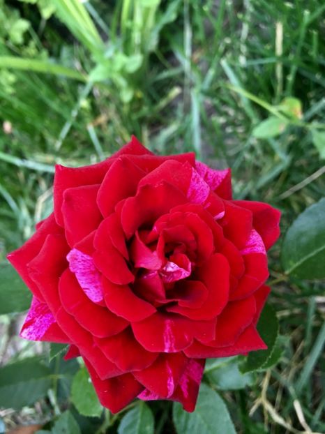 Deep umpresion - Trandafiri 2018 ll