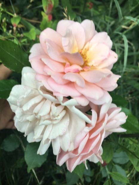 gheisha - Trandafiri 2018 ll