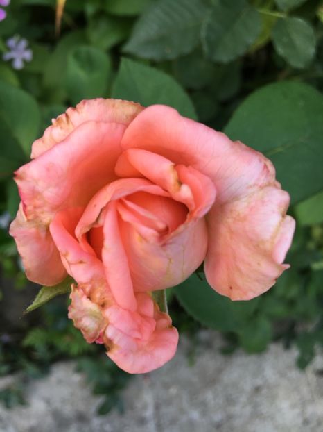 ? - Trandafiri 2018 ll