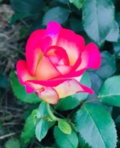 leo ferre - Trandafiri 2018 ll