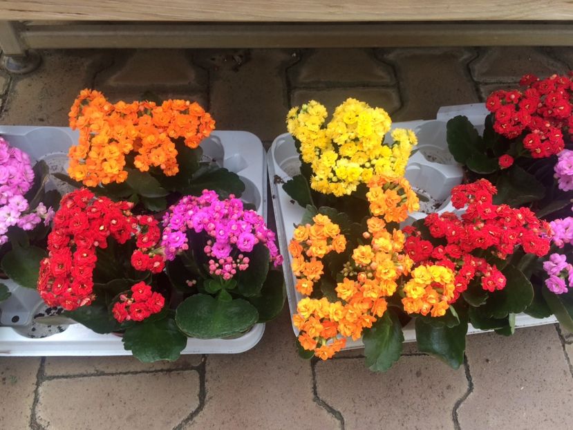 Kalanchoe - A -Magazin