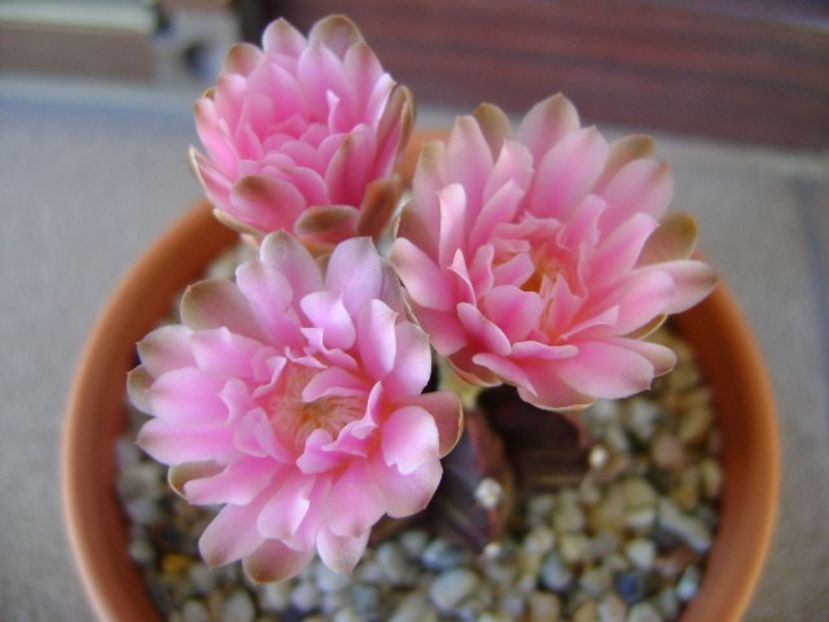 Gymnocalycium friedrichii - Cactusi 2018 Gymnocalycium
