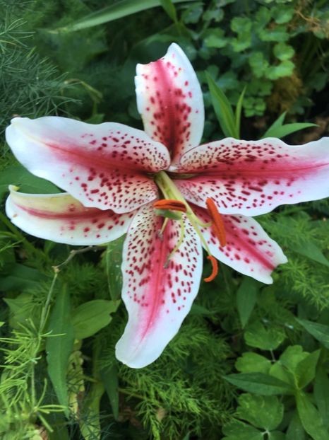 6B49F99C-0050-489B-AEE9-5DE74CDA839A - Crini in gradina