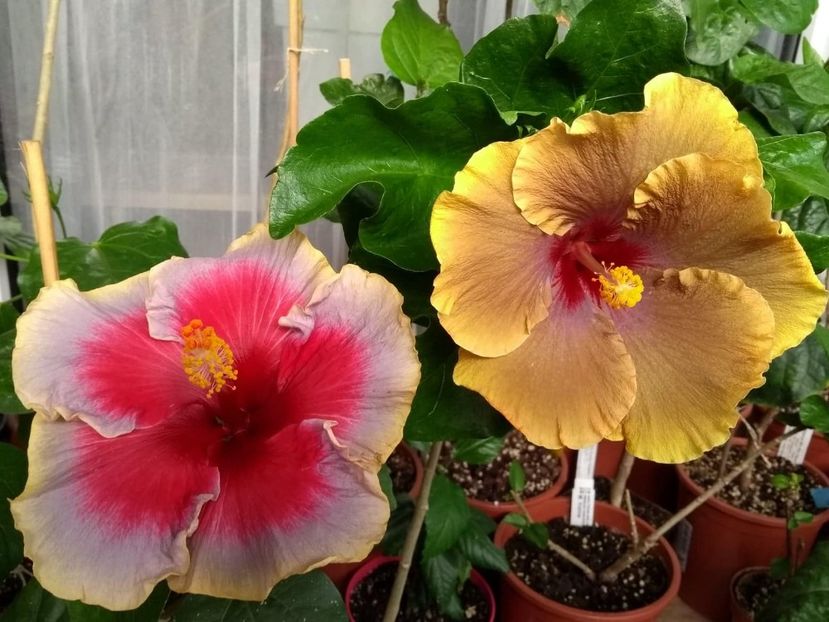  - 04Hibiscus
