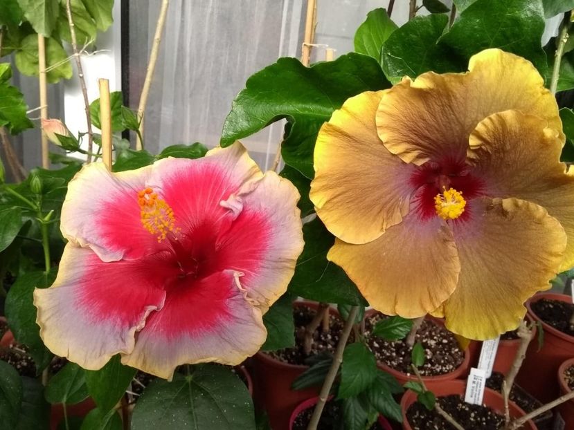  - 04Hibiscus