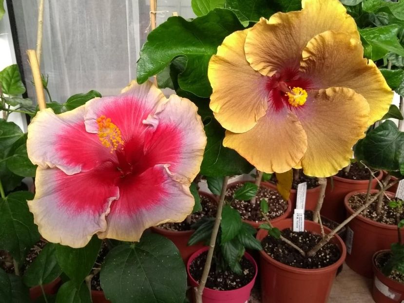  - 04Hibiscus