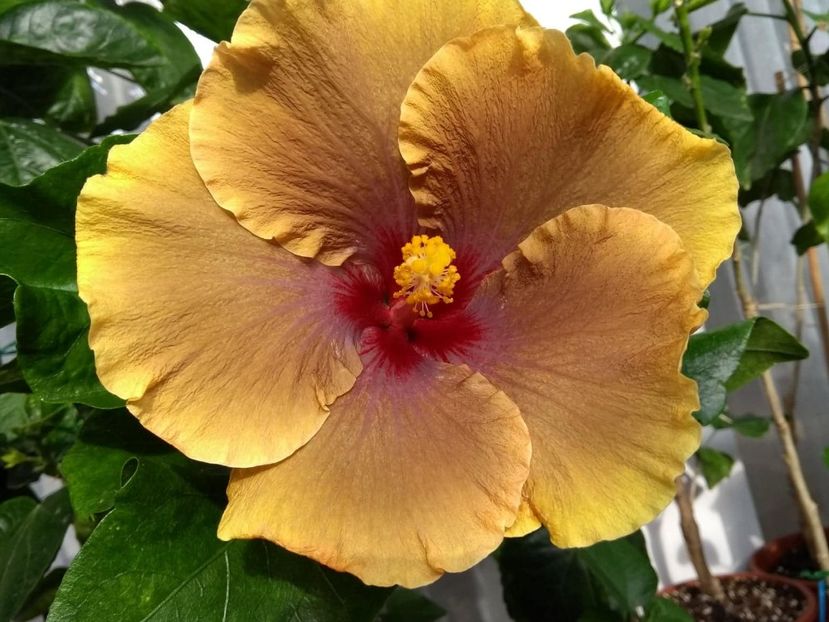 36678018_2042453015828136_3339883169141751808_n - Copy - Tahitian Brown Delight