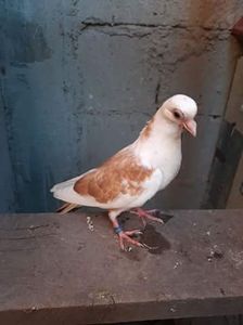 Din regele - z1-pui 2015 2016 2017 2018