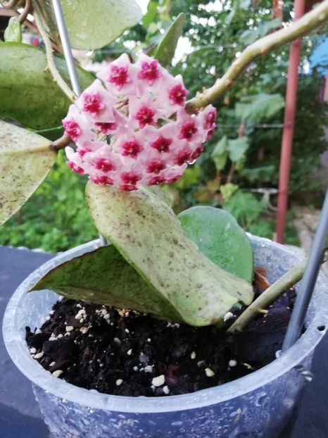  - Hoya obovata