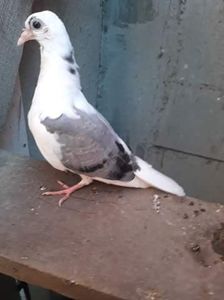 Tata cazator mama moriscara - z1-pui 2015 2016 2017 2018