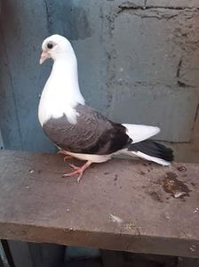 Tata cazator mama moriscara - z1-pui 2015 2016 2017 2018