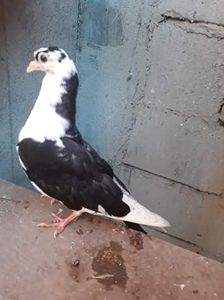 Tata cade mama moriscara - z1-pui 2015 2016 2017 2018