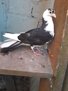 Tata cade mama moriscara - z1-pui 2015 2016 2017 2018