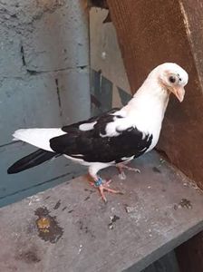 Din moriscari - z1-pui 2015 2016 2017 2018