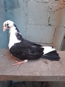 Din moriscari - z1-pui 2015 2016 2017 2018