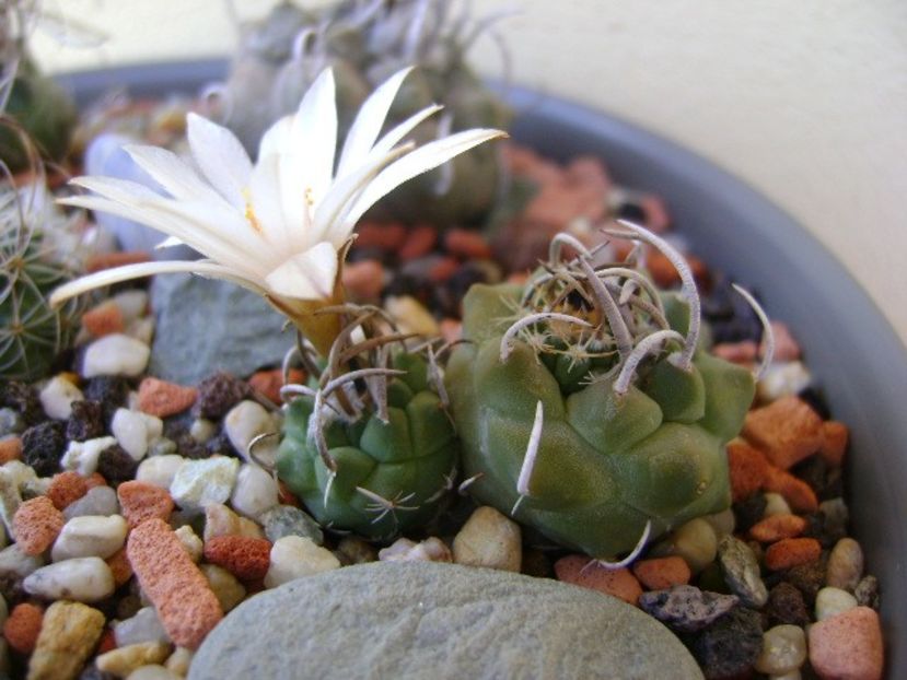 Turbinicarpus klinkerianus - Cactusi 2018 bis bis