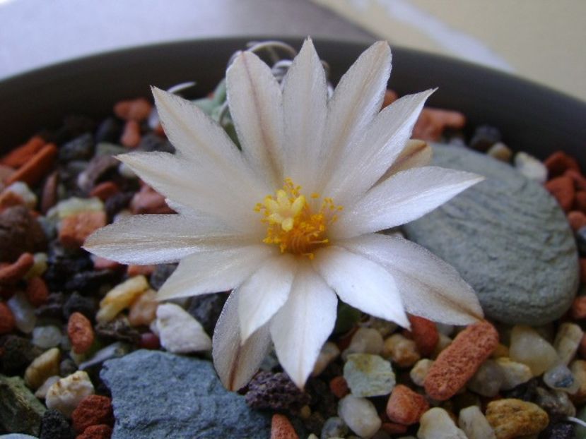 Turbinicarpus klinkerianus - Cactusi 2018 bis bis