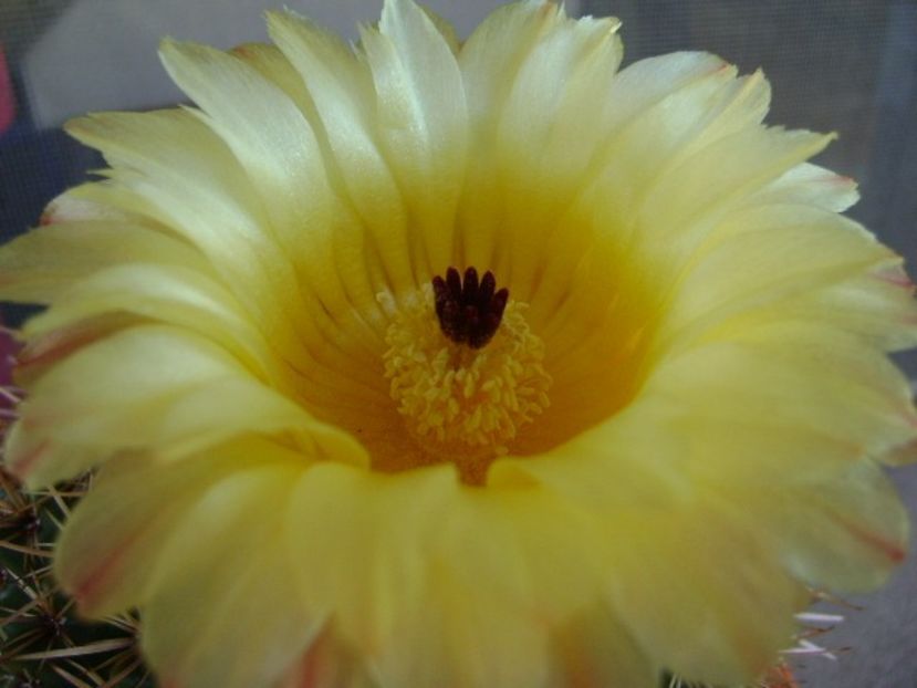 Parodia tabularis ssp. bommeljei (Notocactus bommeljei) - Cactusi 2018 bis bis