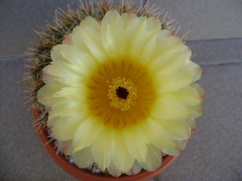 Parodia tabularis ssp. bommeljei (Notocactus bommeljei) - Cactusi 2018 bis bis