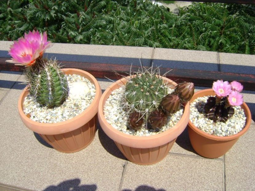 Flori roz - Cactusi 2018 bis bis