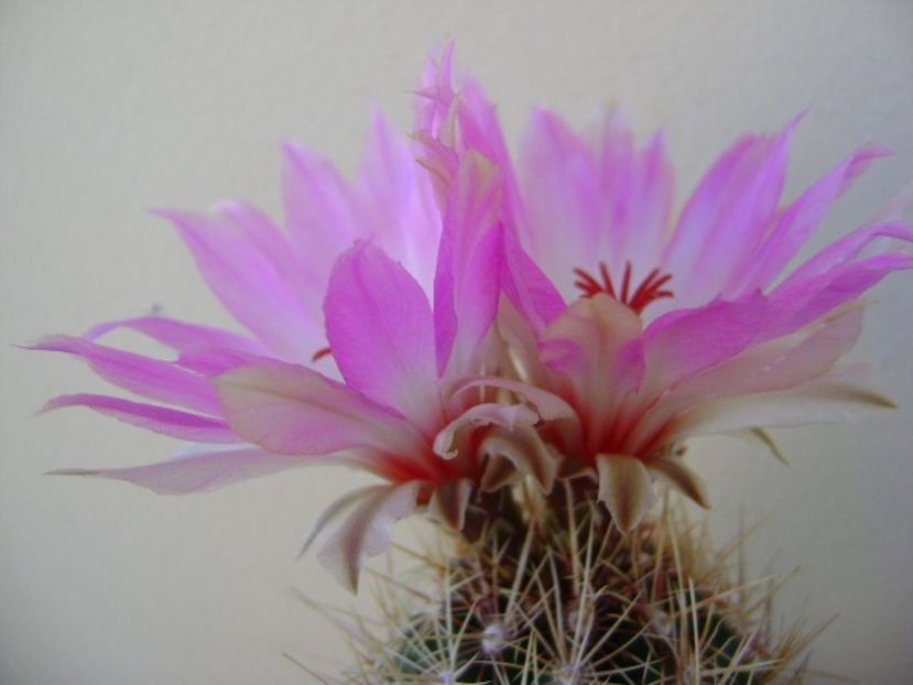Thelocactus bicolor ssp. pottsii - Cactusi 2018 bis bis