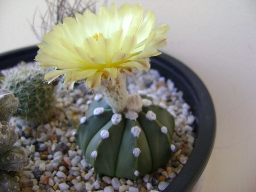 Astrophytum asterias - Cactusi 2018 bis bis
