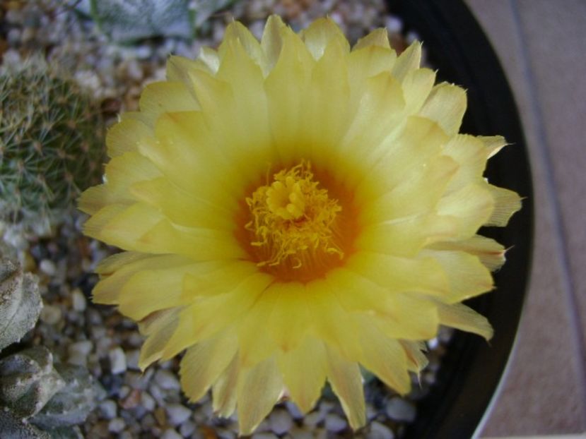 Astrophytum asterias - Cactusi 2018 bis bis