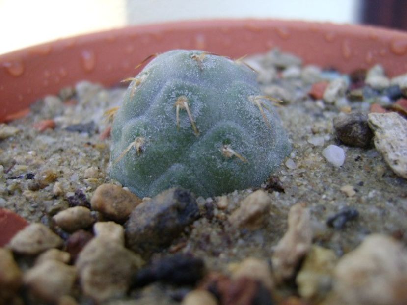 Tephrocactus geometricus - Cactusi 2018 bis bis