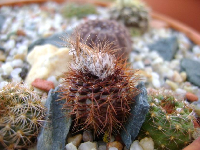 Frailea magnifica - Cactusi 2018 bis bis