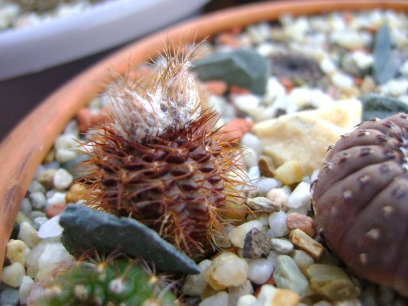 Frailea magnifica - Cactusi 2018 bis bis