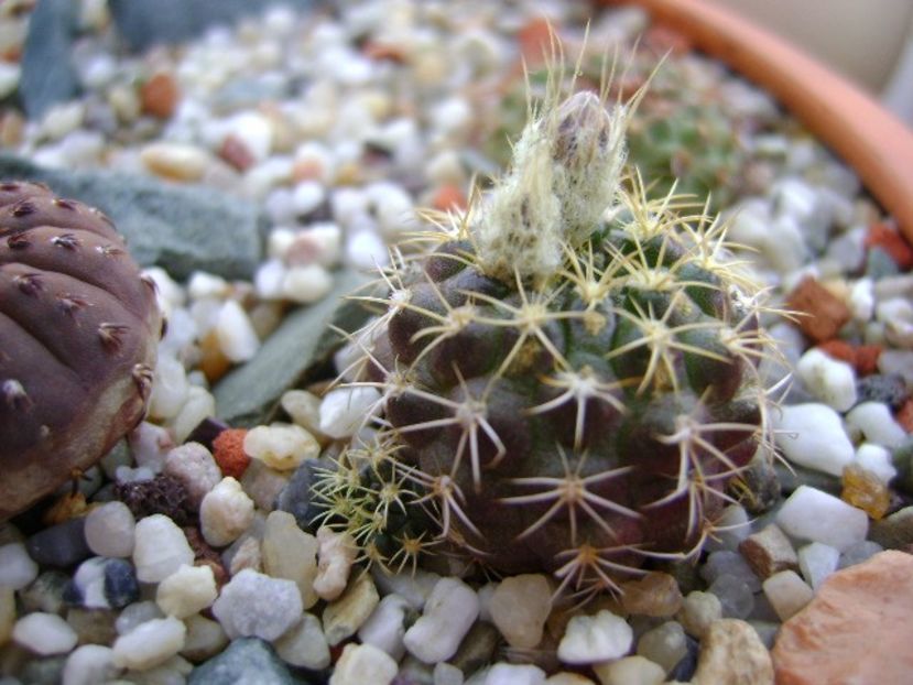 Frailea buenekeri - Cactusi 2018 bis bis