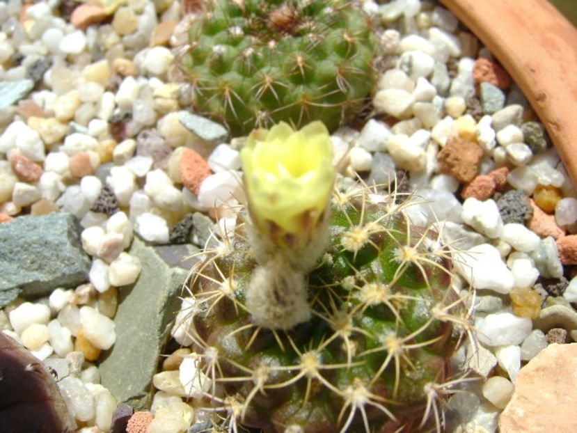 Frailea buenekeri - Cactusi 2018 bis bis