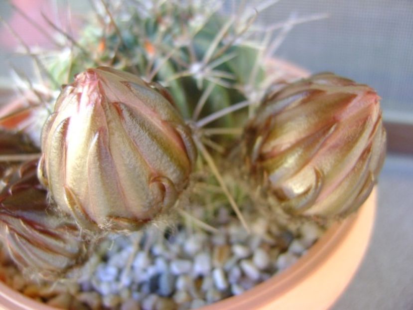 Lobivia jajoiana cv. anemone (Echinopsis marsoneri) - Cactusi 2018 bis bis