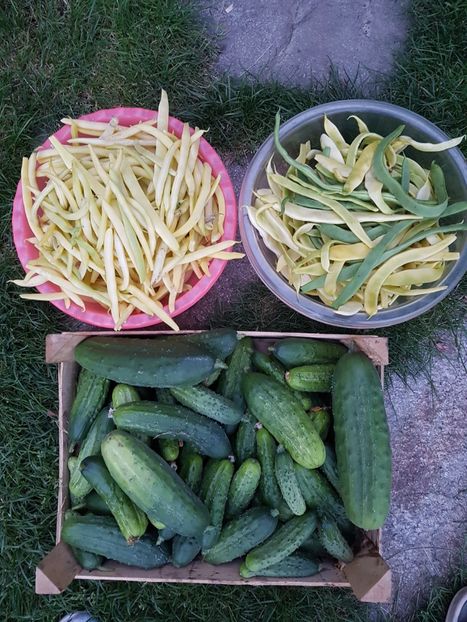 Recolta de azi de pe petecutul meu de gradina - 04 Gradinuta de legume 2018