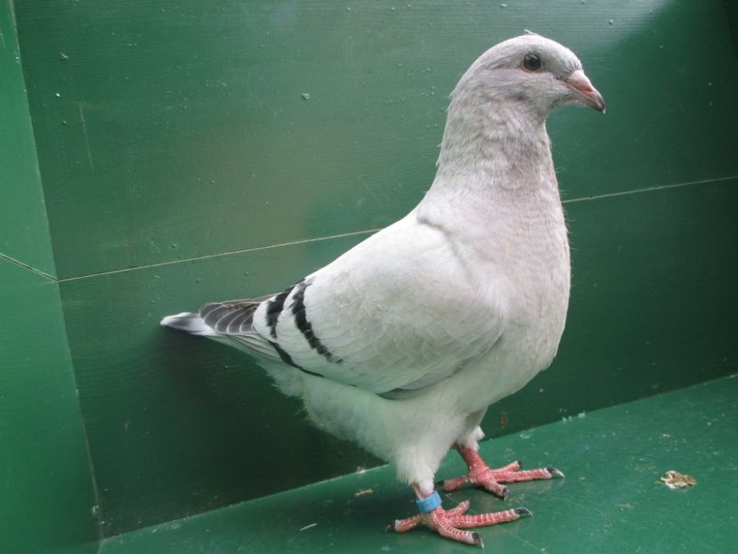 03540-18 - Tineret 2018