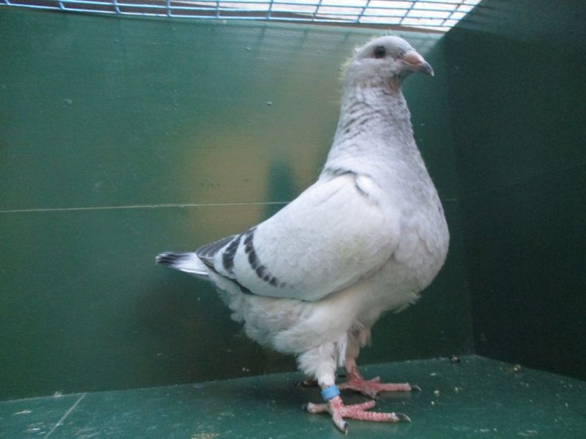 03545-18 - Tineret 2018