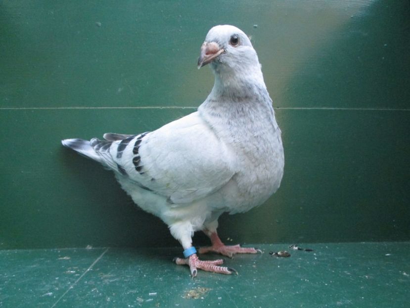 03541-18 - Tineret 2018