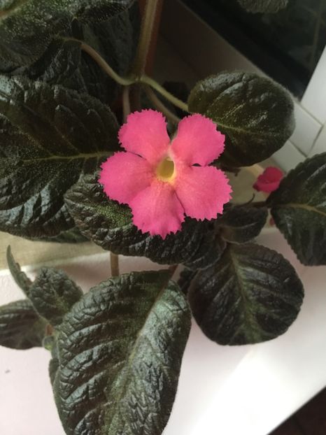  - Episcia