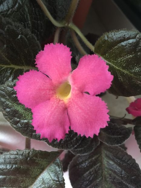  - Episcia