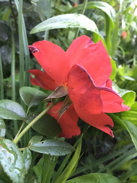 32CE5091-501F-4390-975F-116C924745AD - Trandafiri 2018 ll