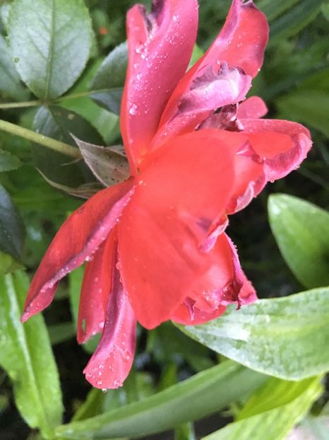 185A8B46-E02F-471F-B354-ACE4EDC05D19 - Trandafiri 2018 ll