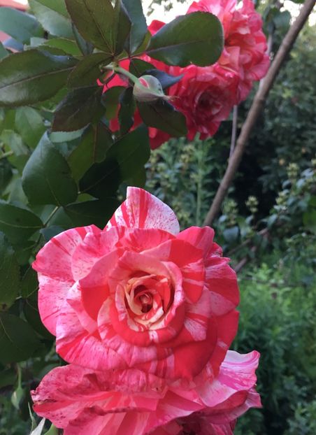 B4B45AD0-76DC-476D-81DC-D509B7997BEC - Trandafiri 2018 ll