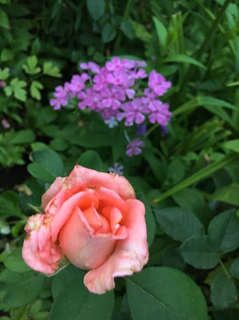 3FCD3DCE-F6AC-4C57-BFDA-9BF71DBA227B - Trandafiri 2018 ll