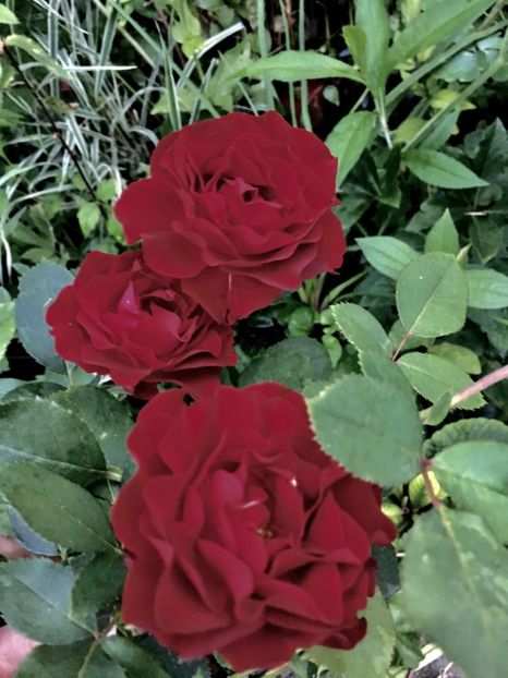 Limar - Trandafiri 2018 ll