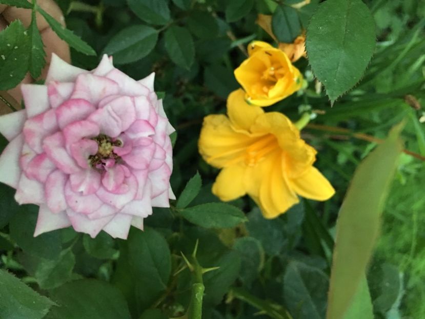 FBE86B41-2C30-4DD1-A46B-958394E035B3 - Trandafiri mini